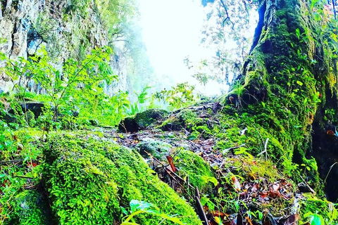 Rainforest & Waterfall Experience - Accommodation Sunshine Coast 8