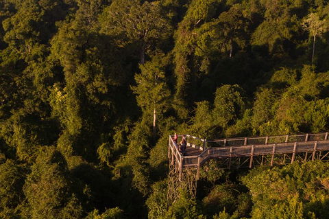 Rainforest & Waterfall Experience - Accommodation Sunshine Coast 5