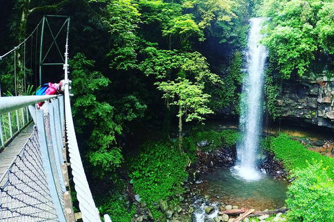 Rainforest & Waterfall Experience - Accommodation Sunshine Coast 0