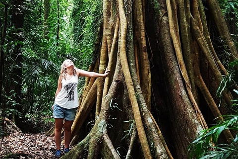 Rainforest & Waterfall Experience - Accommodation Sunshine Coast 3