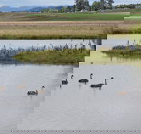 Beardy Waters Dam and Woodlands - Accommodation Sunshine Coast