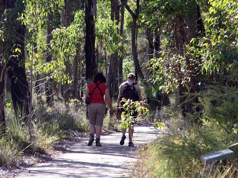 Forest Path, Crooked Brook - Accommodation Sunshine Coast 0