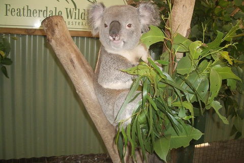 Blue Mountains PRIVATE Day Tour - Accommodation Sunshine Coast 10