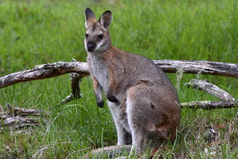 Ultimate Blue Mountains And Wildlife Tour - Accommodation Sunshine Coast 2
