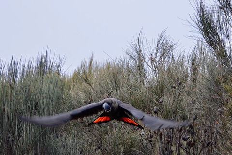 Ultimate Blue Mountains And Wildlife Tour - Accommodation Sunshine Coast 1