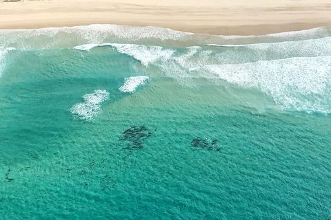 Coastal Helicopter Shared Flight - 20 Minutes - Accommodation Sunshine Coast 5