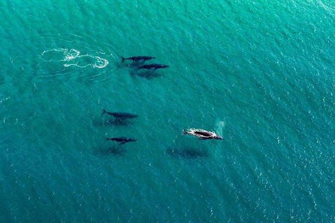 25-30 Minute Newcastle & Macquarie Helicopter Shared Flight - Accommodation Sunshine Coast 2