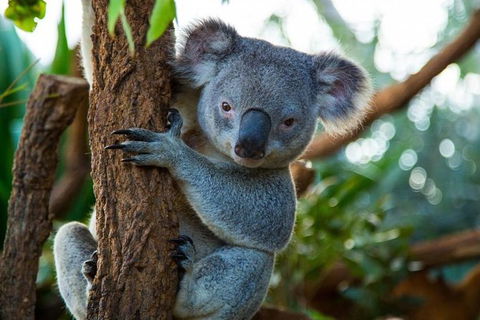Best Sydney Tours By Life Long Locals - Hidden Gems & More - Lifetime Experience - Accommodation Sunshine Coast 1
