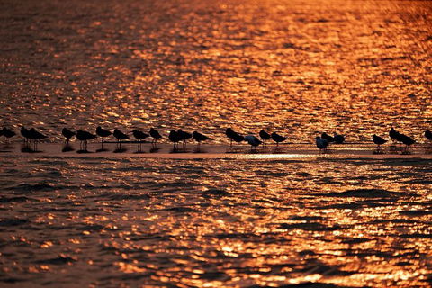 Sunset River Cruise Near Byron Bay - Accommodation Sunshine Coast 25