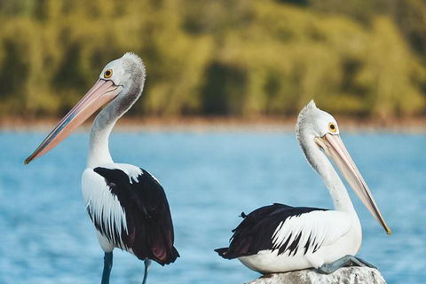 Sunset River Cruise Near Byron Bay - Accommodation Sunshine Coast 13