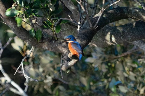 Sunset River Cruise Near Byron Bay - Accommodation Sunshine Coast 6