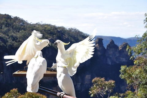 All-Inclusive Blue Mountains Tour In A Luxury Mercedes Sprinter - Accommodation Sunshine Coast 1