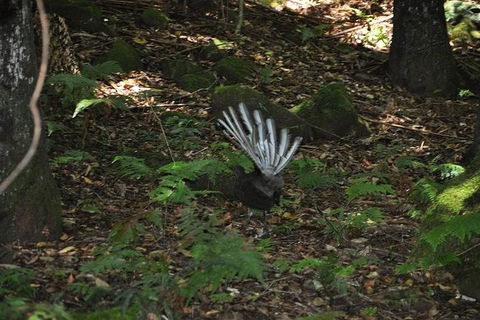 All-Inclusive Blue Mountains Tour In A Luxury Mercedes Sprinter - Accommodation Sunshine Coast 5