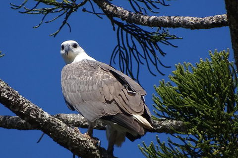 Byron Bay Rainforest Eco-Cruise - Accommodation Sunshine Coast 2