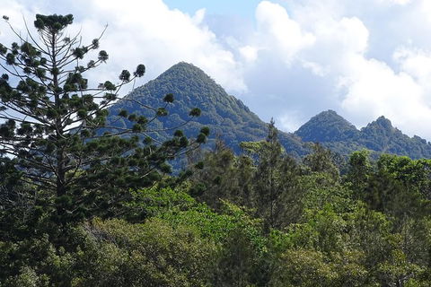 Byron Bay Rainforest Eco-Cruise - Accommodation Sunshine Coast 3