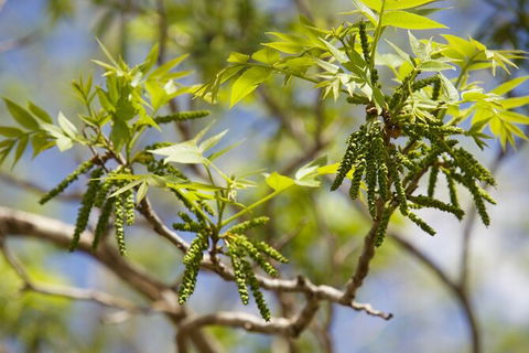 Pecan Farm Tour And Workshop, Byron Bay Hinterland - Accommodation Sunshine Coast 2