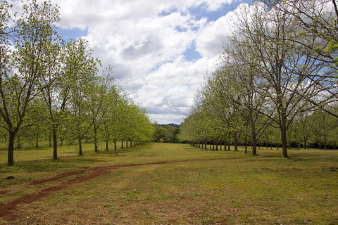 Pecan Farm Tour And Workshop, Byron Bay Hinterland - Accommodation Sunshine Coast 6