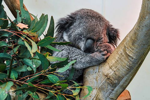 Blue Mountains Highlights, Wildlife Park And Scenic World Full Day Private Tour - Accommodation Sunshine Coast 1