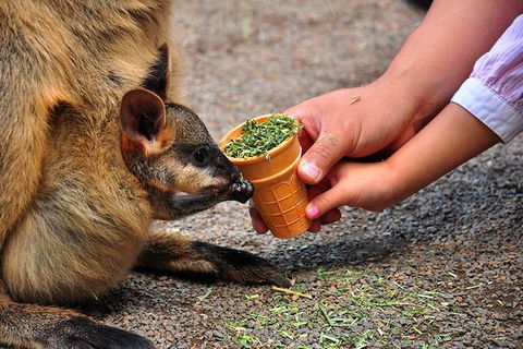 Blue Mountains Highlights, Wildlife Park And Scenic World Full Day Private Tour - Accommodation Sunshine Coast 3