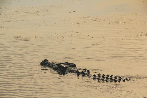 Yellow Water Cruise - Kakadu - Accommodation Sunshine Coast 5