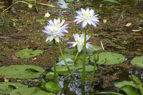 Yellow Water Cruise - Kakadu - Accommodation Sunshine Coast 3