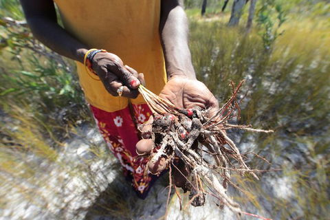 Gay-Wu Woman\'s 5 Day Yolngu Homeland Tour - Accommodation Sunshine Coast 10