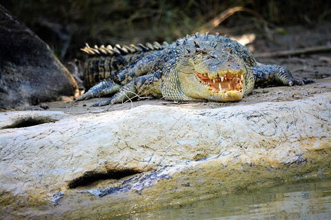 Ethical Adventures - Kakadu 2 Day- Max 10 Guests - Accommodation Sunshine Coast 3