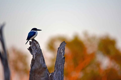 Ethical Adventures - Kakadu 2 Day- Max 10 Guests - Accommodation Sunshine Coast 4