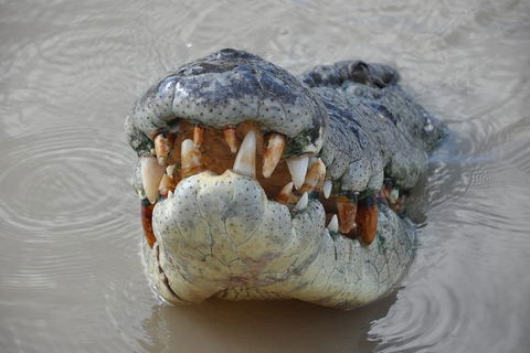 Jumping Crocodile Day Trip From Darwin - Accommodation Sunshine Coast 0
