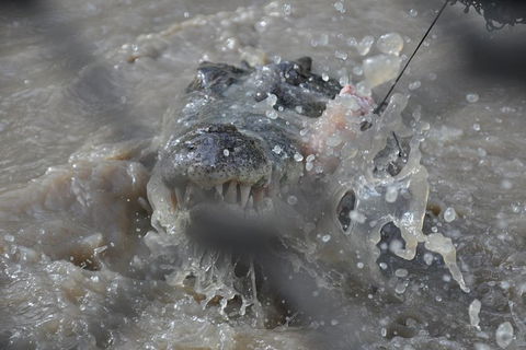 Jumping Crocodile Day Trip From Darwin - Accommodation Sunshine Coast 1