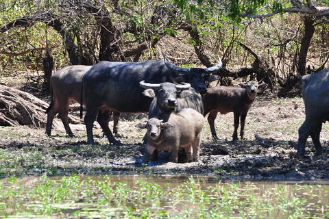 Jumping Crocodile Day Trip From Darwin - Accommodation Sunshine Coast 5