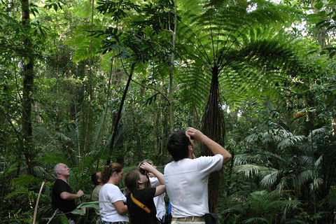 Atherton Tablelands Rain Forest By Night From Cairns - Accommodation Sunshine Coast 6