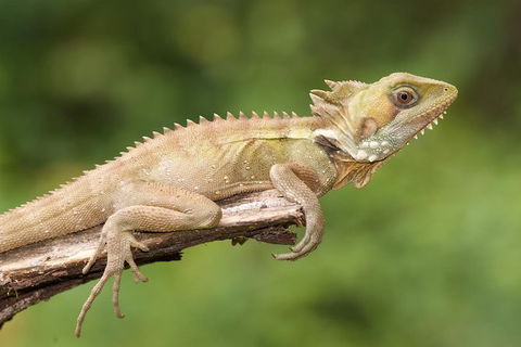 Atherton Tablelands Rain Forest By Night From Cairns - Accommodation Sunshine Coast 10