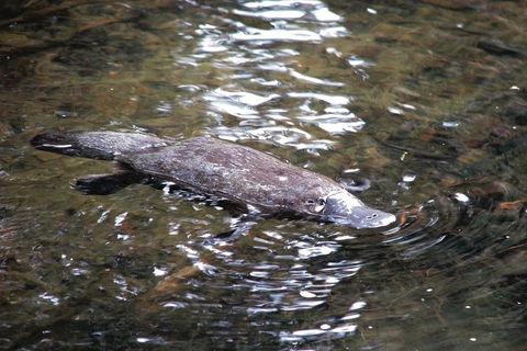 Atherton Tablelands Rain Forest By Night From Cairns - Accommodation Sunshine Coast 7