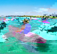 Half Day Dolphin Kayaking and Snorkeling Tour - Accommodation Sunshine Coast