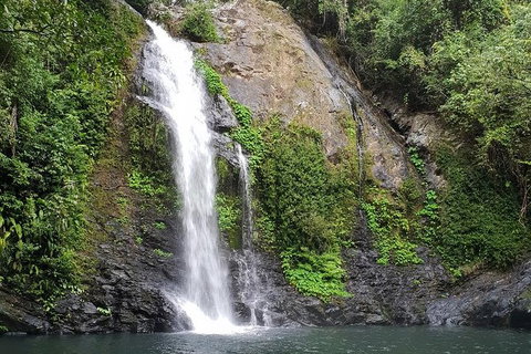 Full Day Tour In The Daintree - Accommodation Sunshine Coast 2