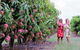 Boutique Atherton Tablelands Small-Group Food And Wine Tasting Tour From Cairns - thumb 25