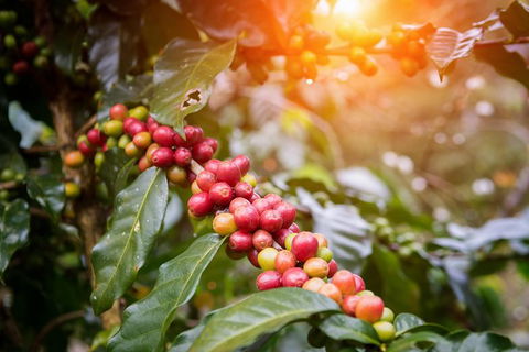 Boutique Atherton Tablelands Small-Group Food And Wine Tasting Tour From Cairns - Accommodation Sunshine Coast 6