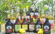 Boutique Atherton Tablelands Small-Group Food And Wine Tasting Tour From Cairns - thumb 17