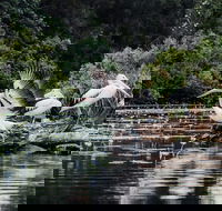 Everglades Eco Safari to Australia's Everglades - Accommodation Sunshine Coast