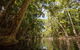 Daintree Rainforest, Cape Tribulation And Bloomfield Track Small Group Tour - thumb 7