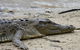 Daintree Rainforest, Cape Tribulation And Bloomfield Track Small Group Tour - thumb 8