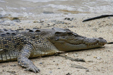 Daintree Rainforest, Cape Tribulation And Bloomfield Track Small Group Tour - Accommodation Sunshine Coast 8