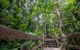 Daintree Rainforest, Cape Tribulation And Bloomfield Track Small Group Tour - thumb 13