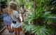 Daintree Rainforest, Cape Tribulation And Bloomfield Track Small Group Tour - thumb 12