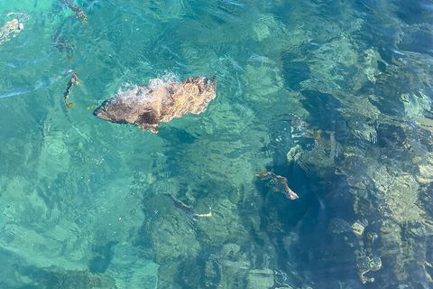 Aquascene Magnetic Island Discovery Tour - Accommodation Sunshine Coast 6