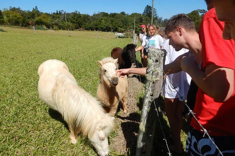 Atherton Tablelands Waterfalls Tour From Cairns - Accommodation Sunshine Coast 2