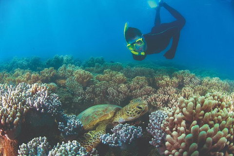 Wavedancer Low Isles Great Barrier Reef Sailing Cruise From Cairns - Accommodation Sunshine Coast 4