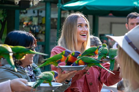 Currumbin Wildlife Sanctuary General Entry Ticket - Accommodation Sunshine Coast 15