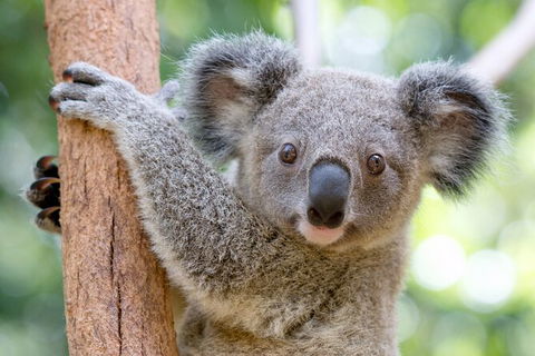 Currumbin Wildlife Sanctuary General Entry Ticket - Accommodation Sunshine Coast 17